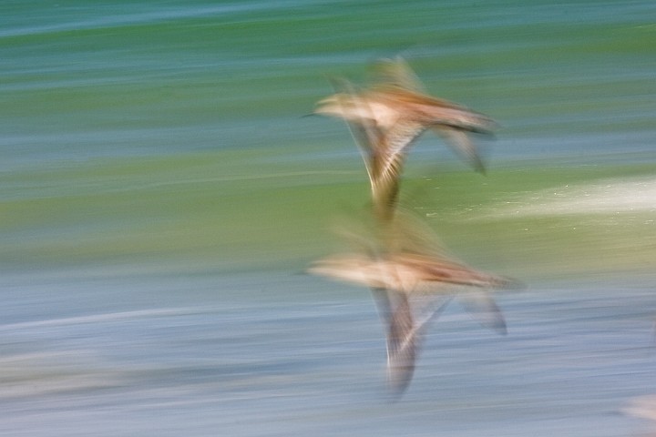 Weibrzel-Strandlufer Calidris fuscicollis White-rumped Sandpiper